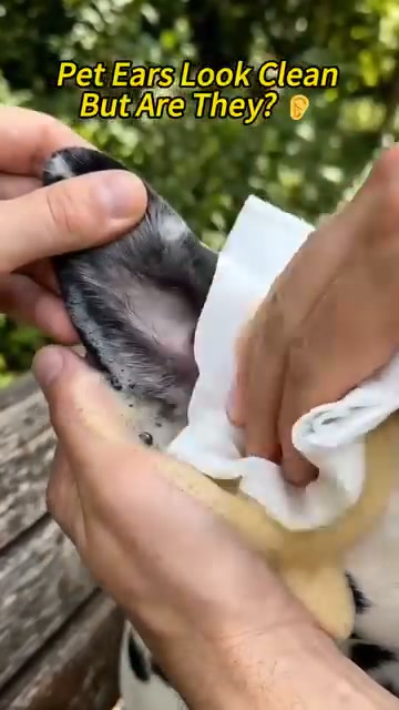 Anúncio de Pet O Live