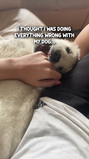 Get the revolutionary dog training book!