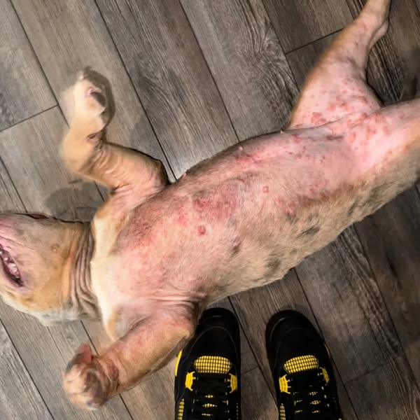 Bear Died At 8. Bodhi Started Doing The Same Thing
