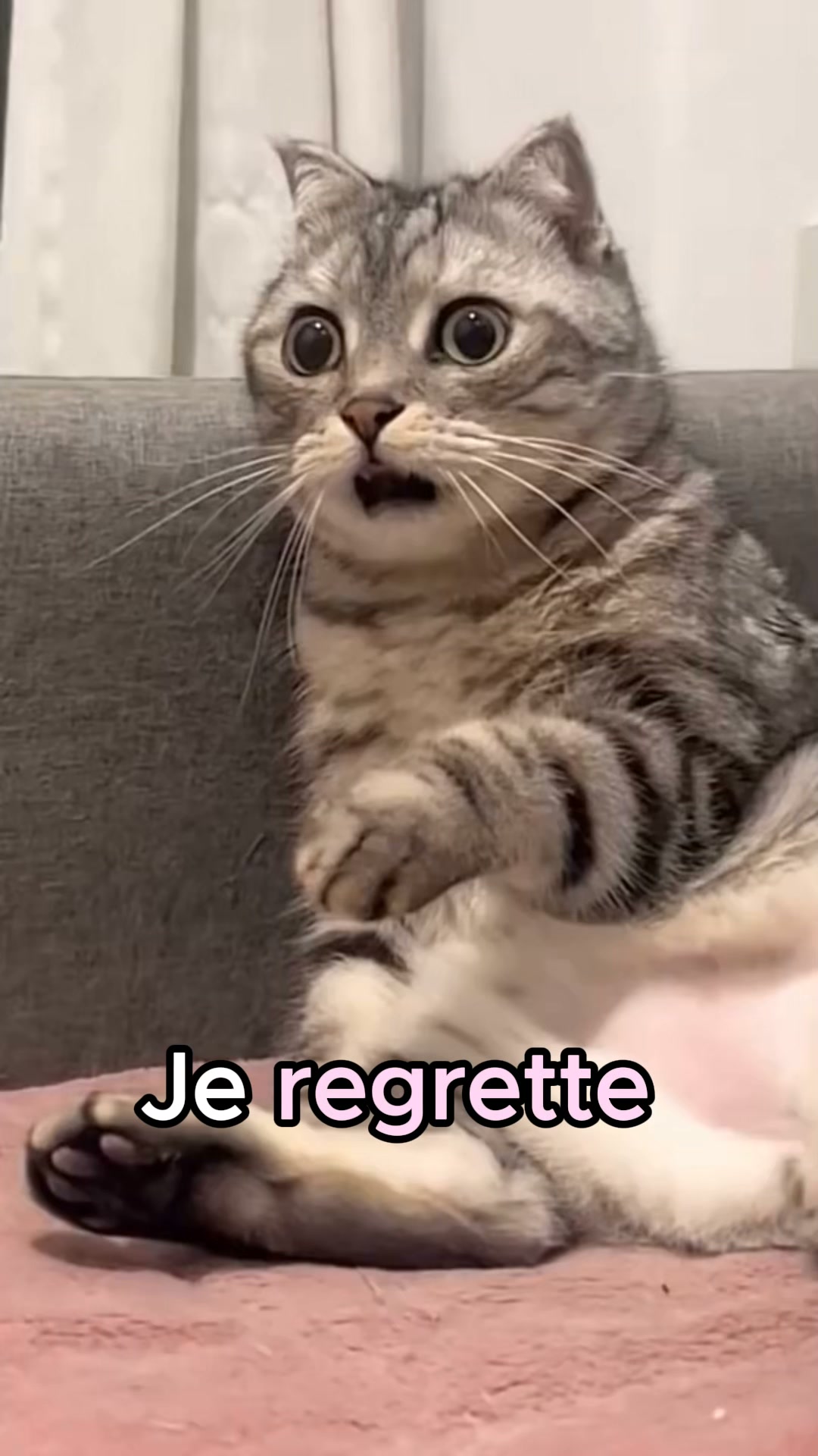 #1 Jouet pour chat
