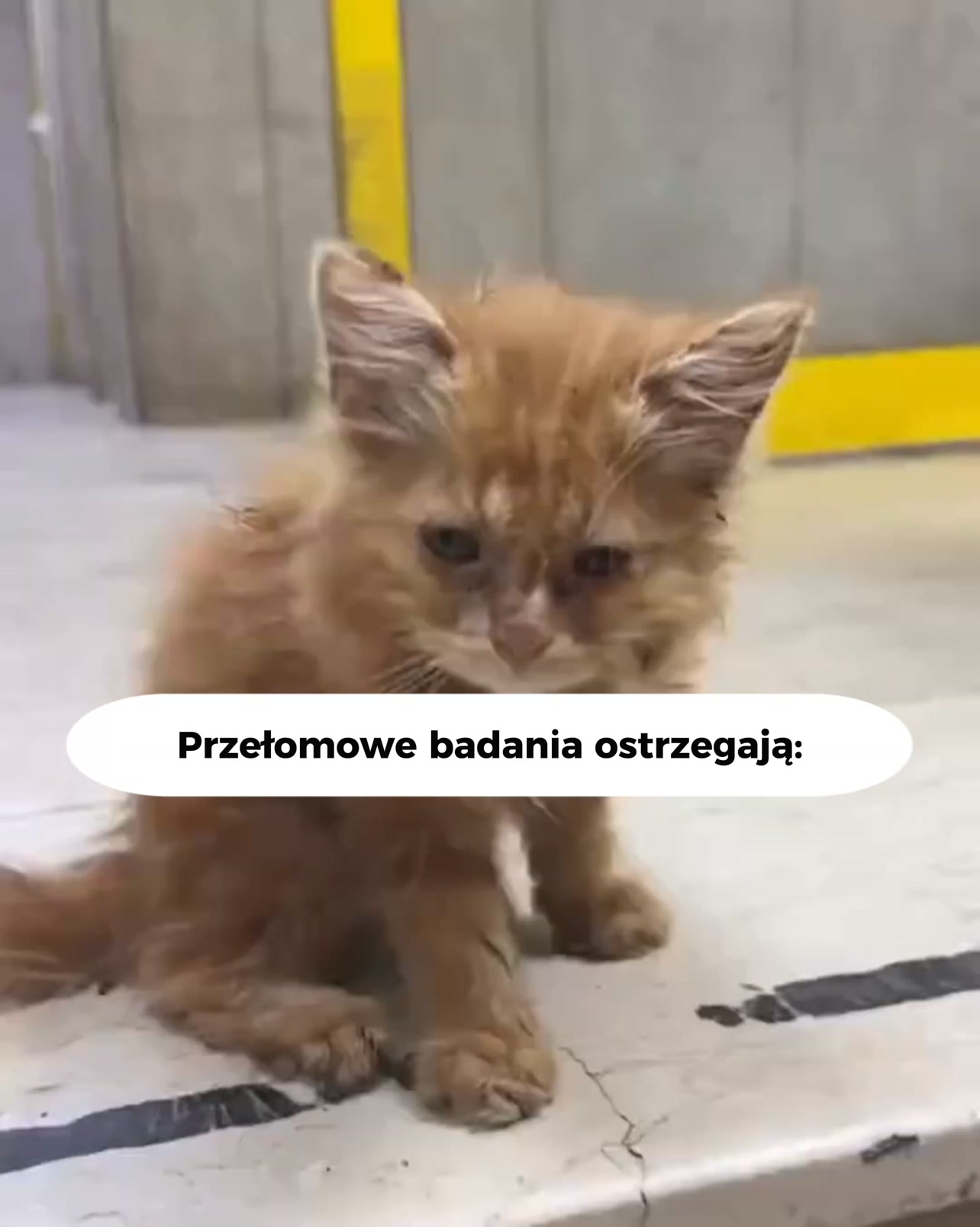 Darmowa dostawa