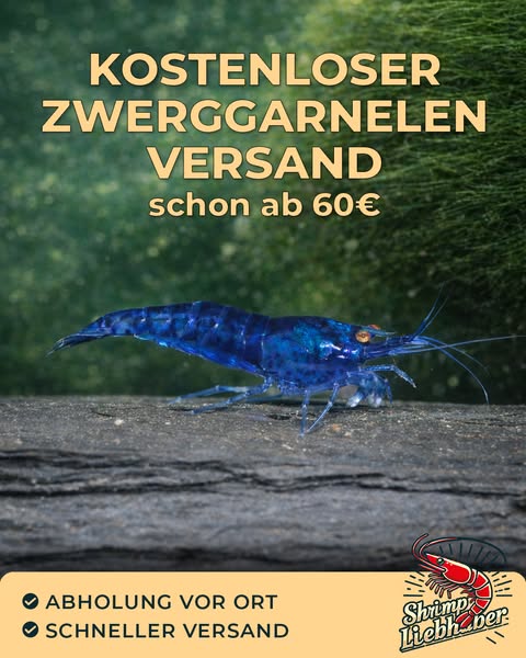 Exklusive Zwerggarnelen – Versand gratis ab 60 €