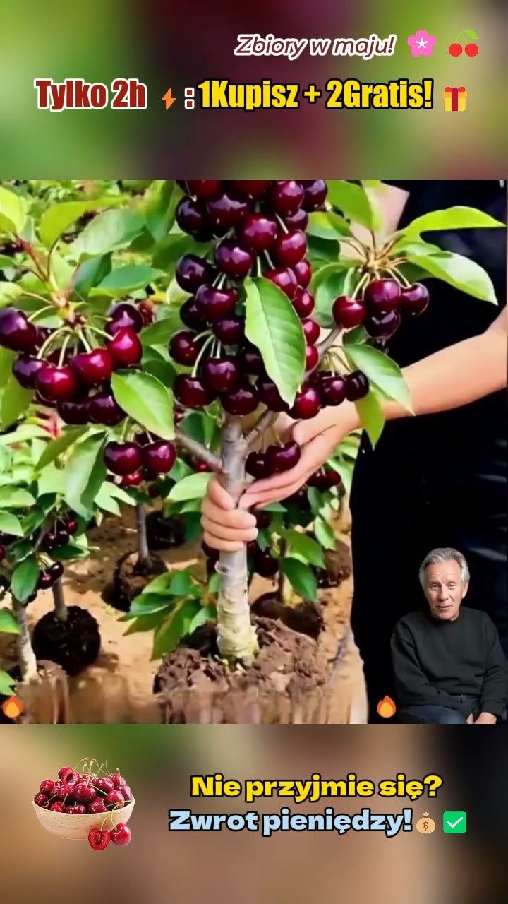 Anúncio de Hexvilar1