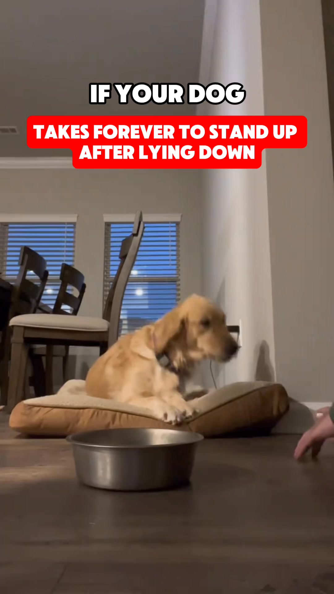 Help your dog move freely again