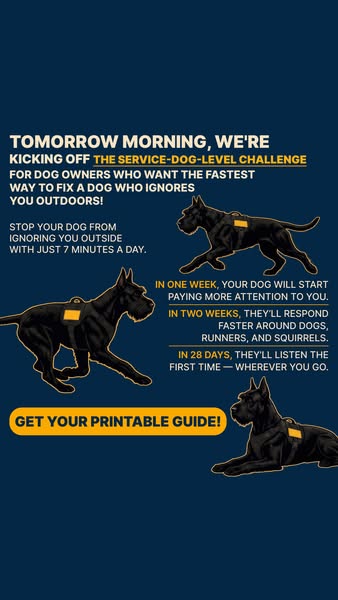 Start Service-Dog-Level Challenge ▶