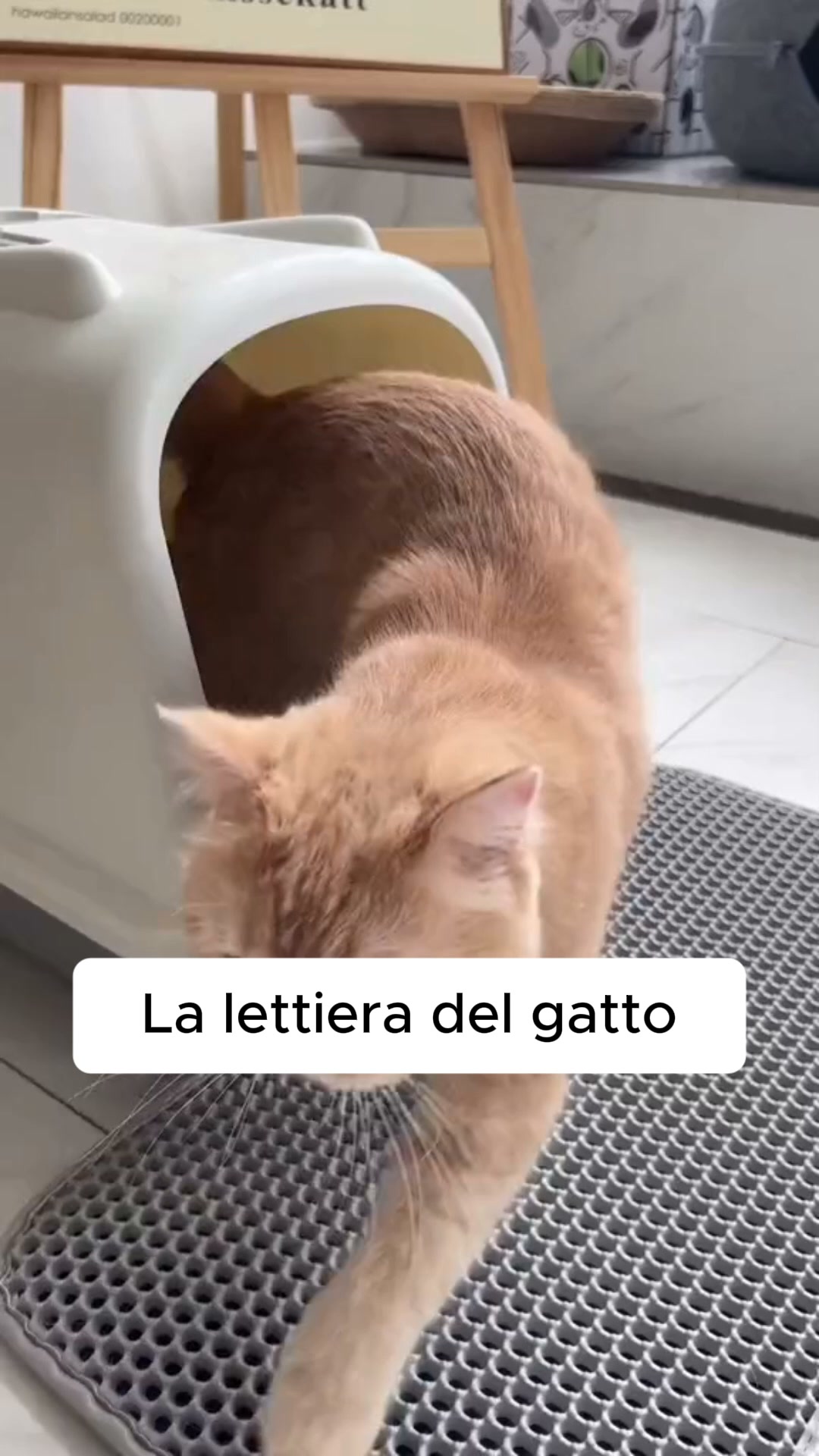 Mai più odore di lettiera