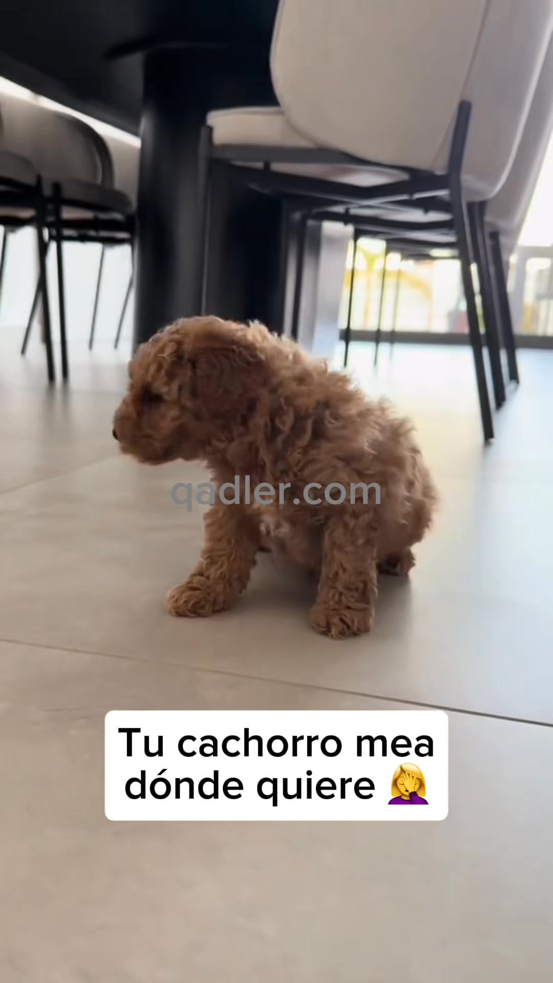 Sin charcos. Sin olor. Sin fregar el mismo suelo cada día.