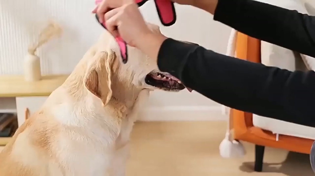 Calming Dog Ear Wrap | Noise-Reducing Ear Protection for Grooming, Bathing & Fireworks