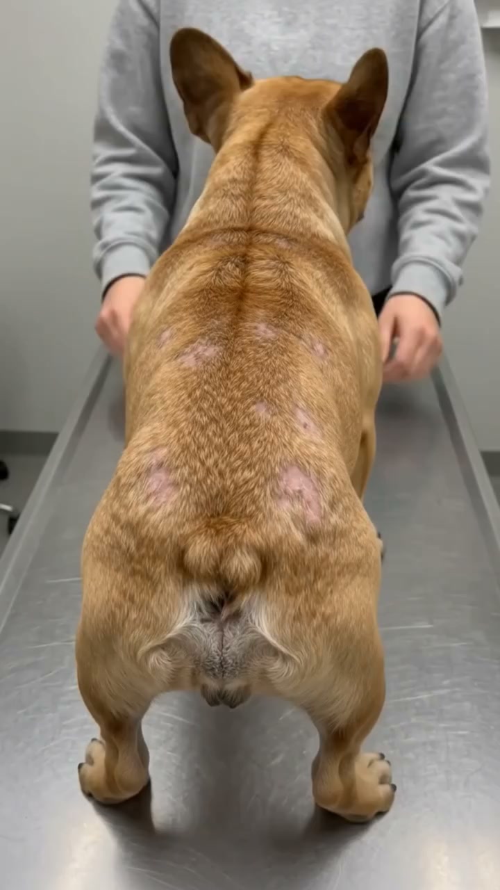 Your Frenchie deserves better.