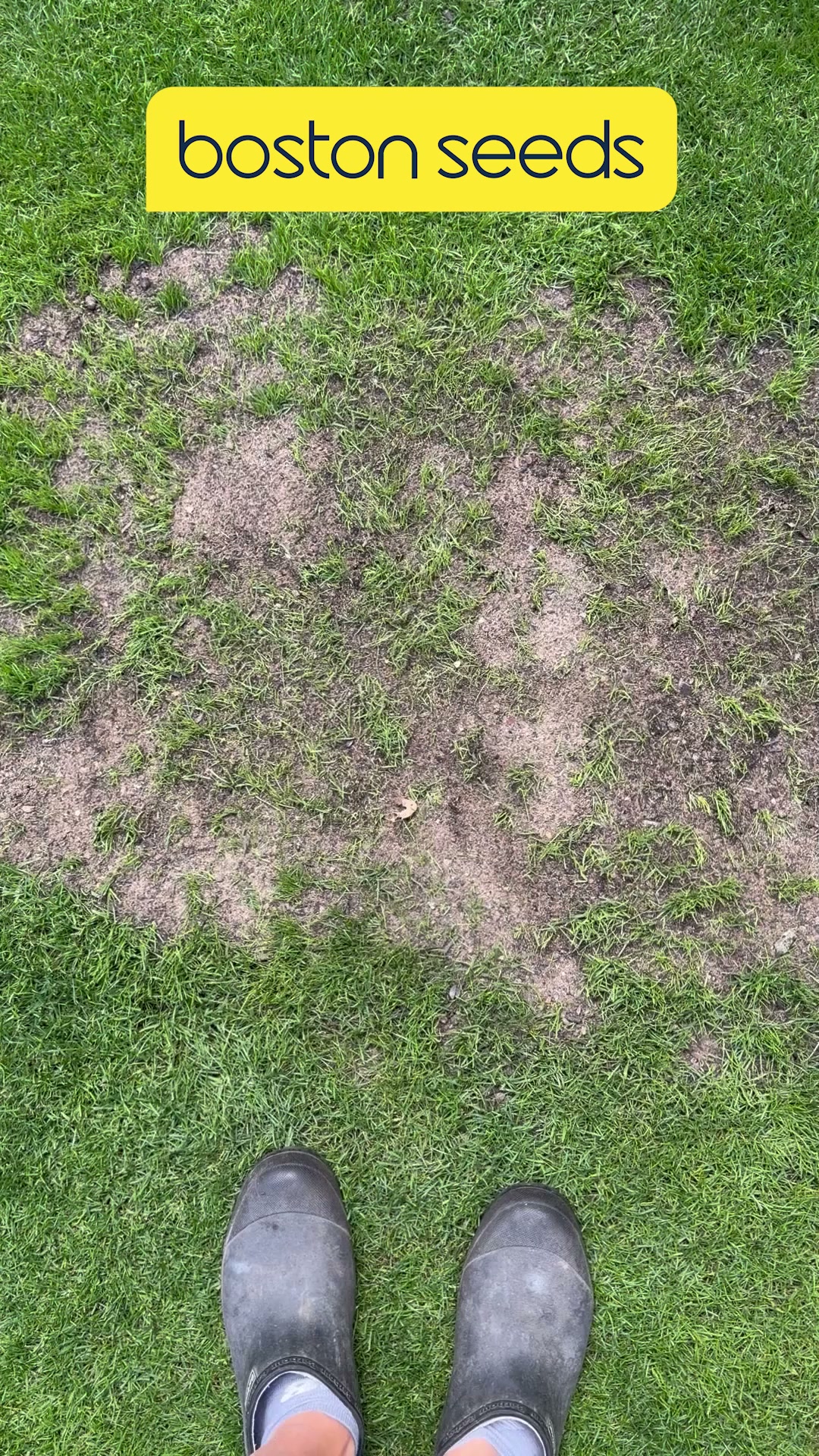 Expertly curated grass seed mixtures for healthy, dense and vibrant lawns.