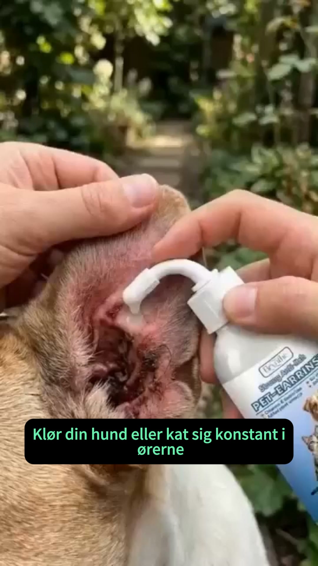 Ørepleje | Lindre kløe hos hunde og katte