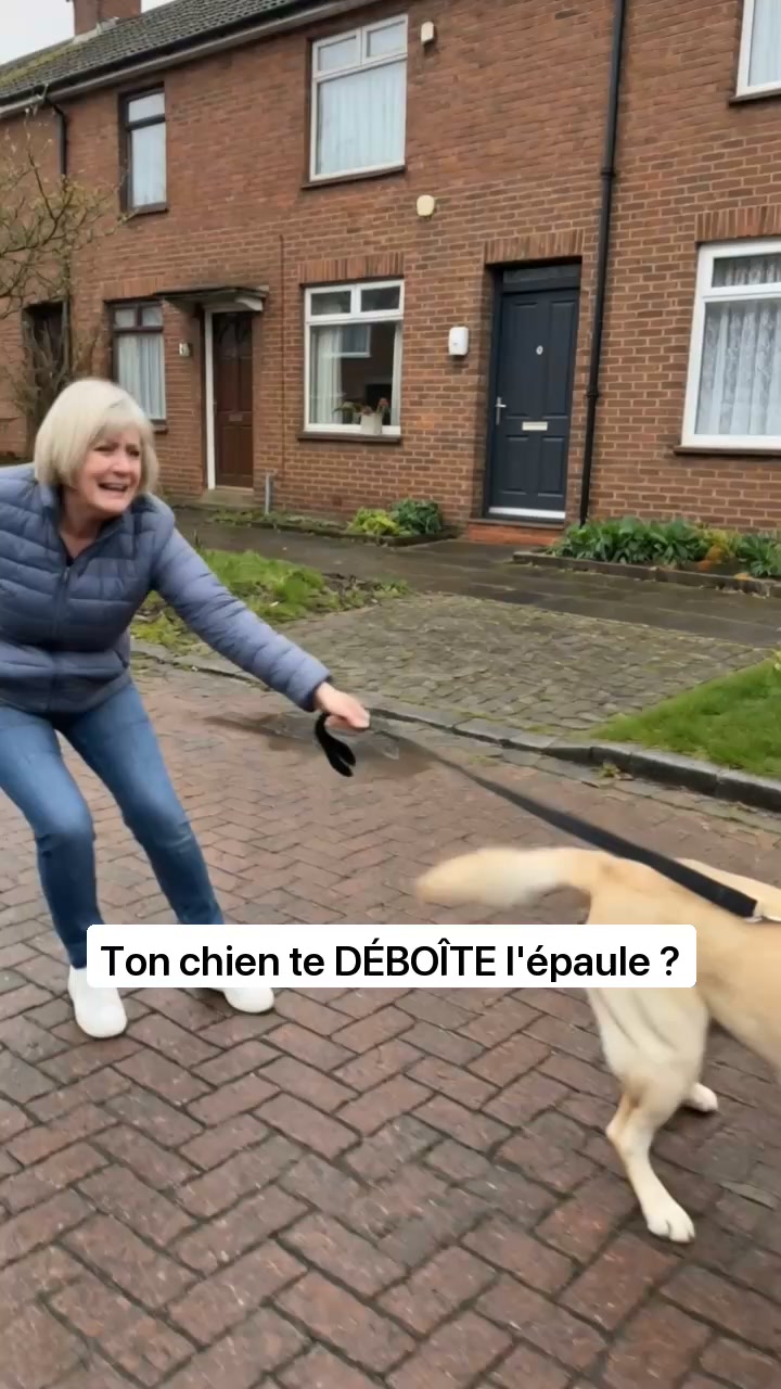 Le harnais anti-traction qui fait changer de direction à votre chien