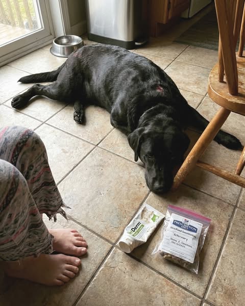 19 Jahre Tierheim. Kein einziger Hund brauchte Apoquel. Das haben sie bekommen.
