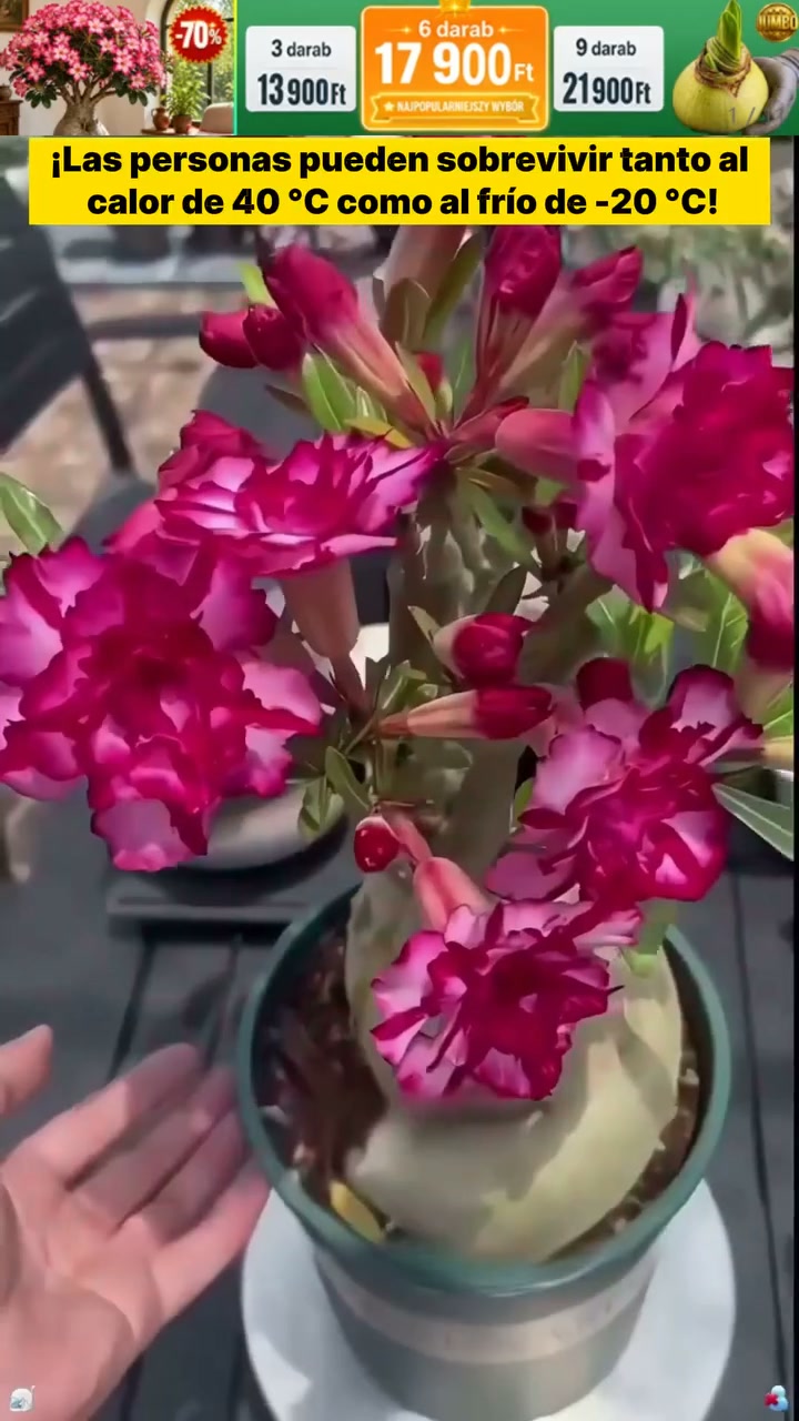 ¡Descubre la magia de la Rosa del Desierto! Prácticamente sin mantenimiento