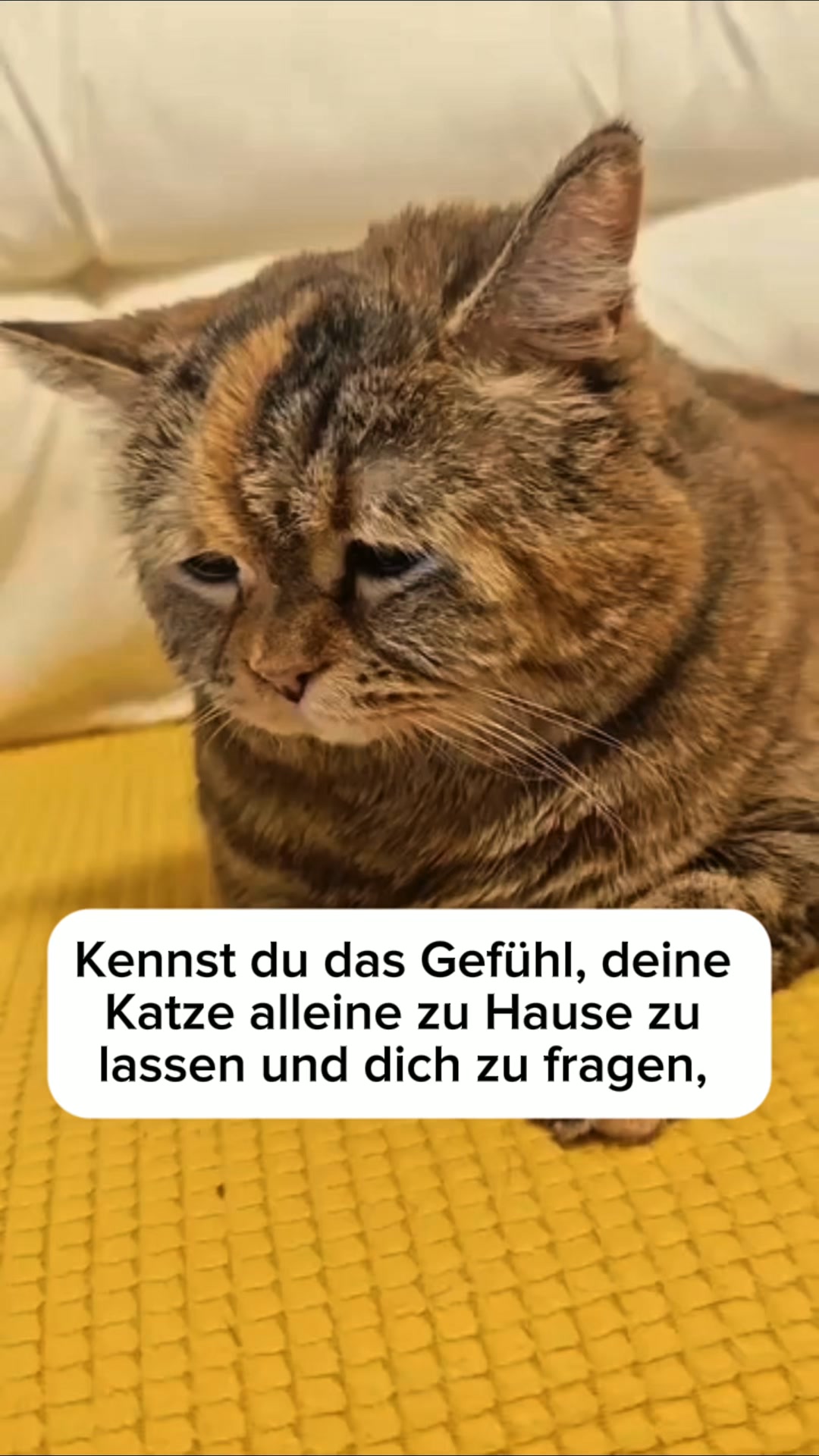 Krallenpflege ohne Stress – jetzt mit 3 Spielbälle + Ersatzfolie!