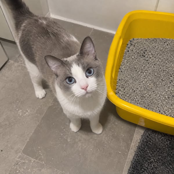 How To Get Rid of Litter Box Smell For Good