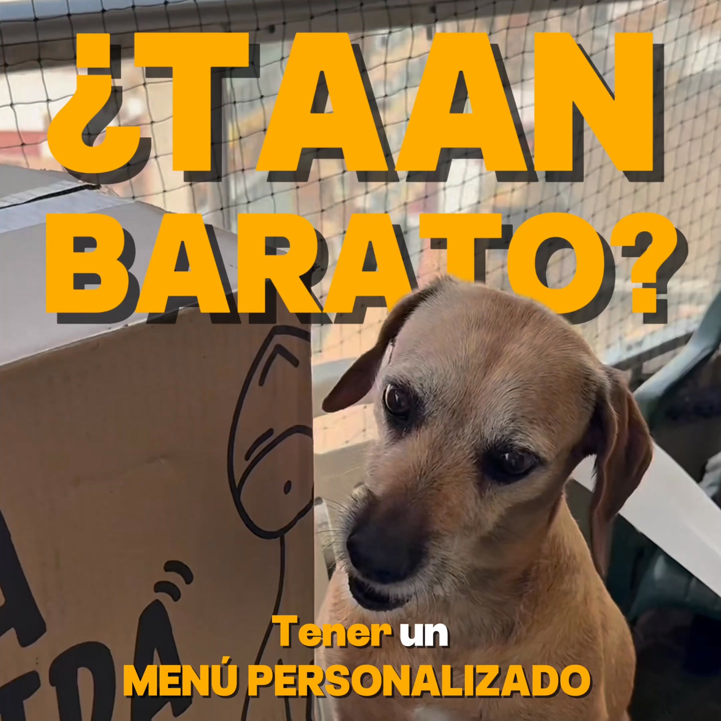 Menos de 3 € al día por comida natural de verdad: descubre cuánto costaría para tu perro