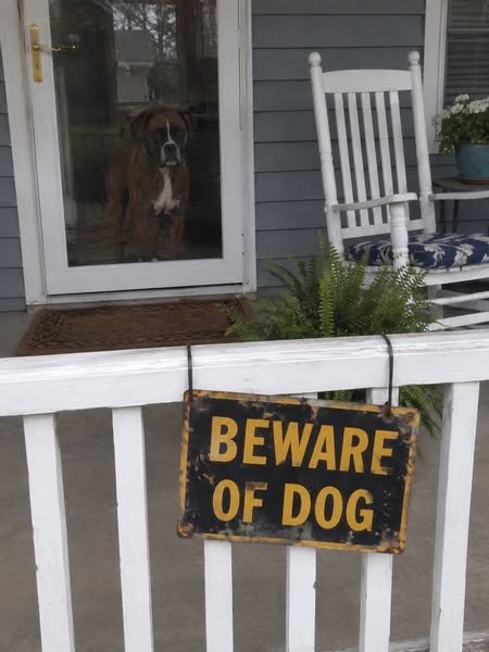 How To Fix Your Dog's Reactivity
