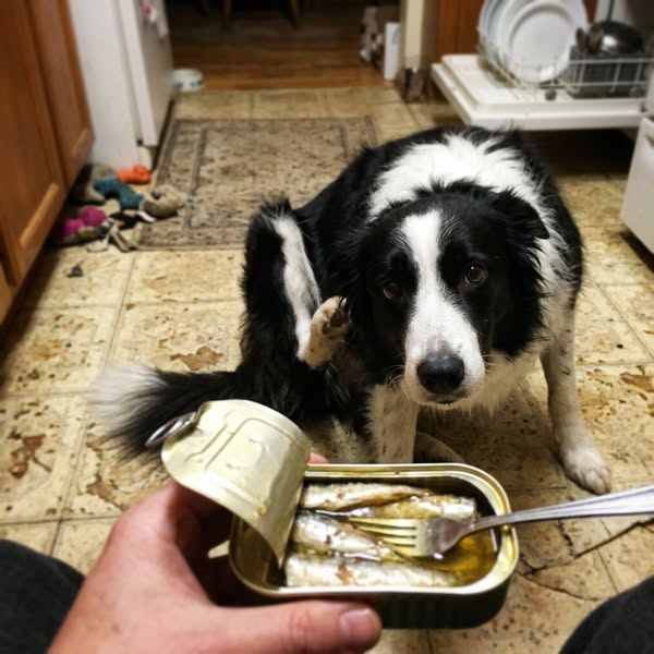 14 Months of Fish Oil. His Blood Test Came Back Low.