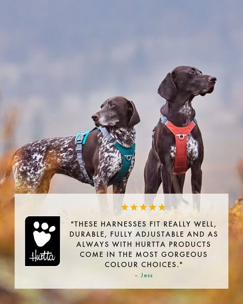 Built for bigger dogs