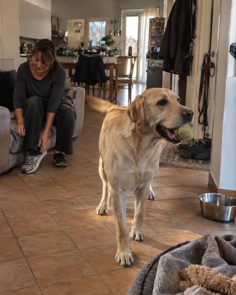 Il tuo Labrador non ha bisogno di fare di più