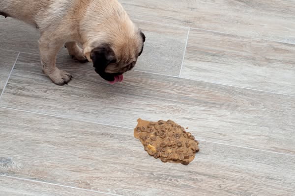Read this if you want your dog's health back