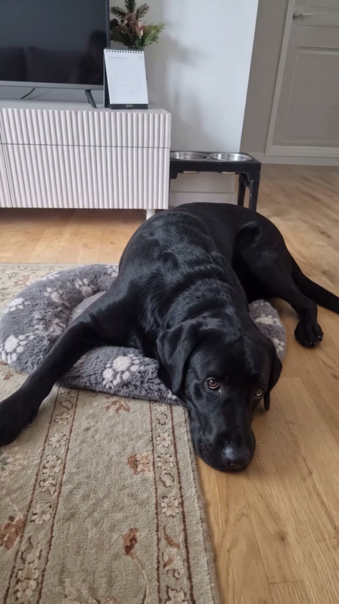 CloudNest™ Calming Dog Bed