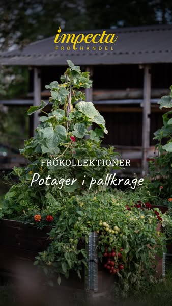 Potager i pallkrage