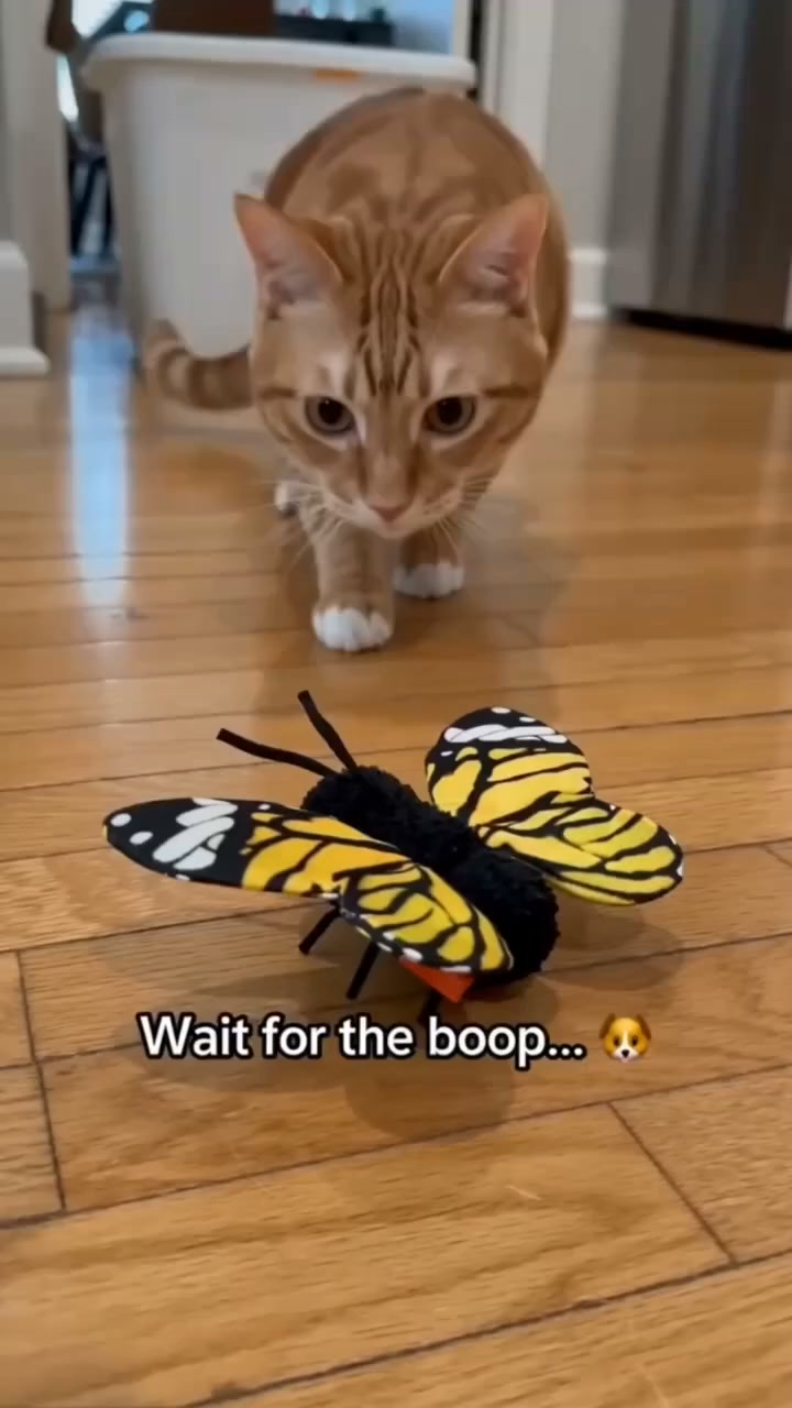 Your Cat Will Go Crazy for This Fluttering Butterfly! Endless Solo Fun