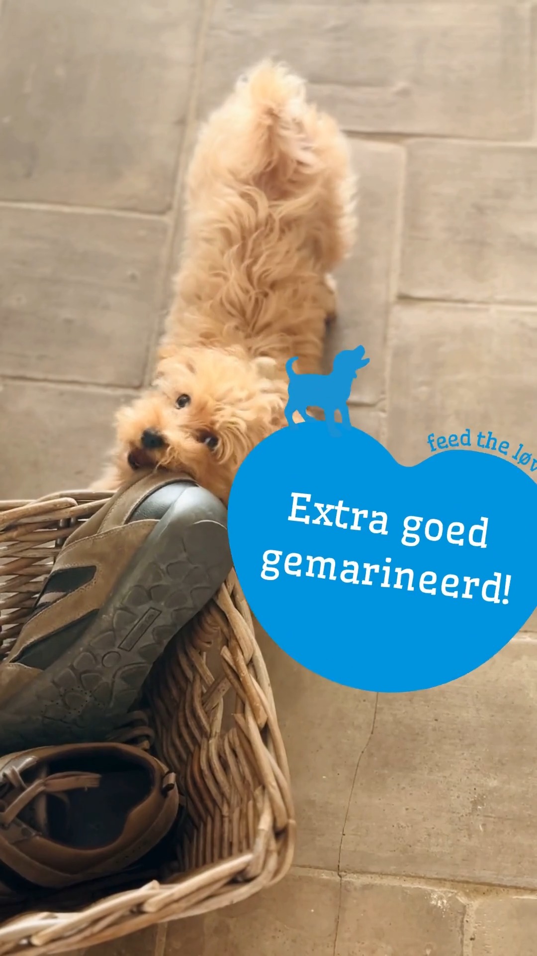 Anúncio de Smølke honden- en kattenvoeding