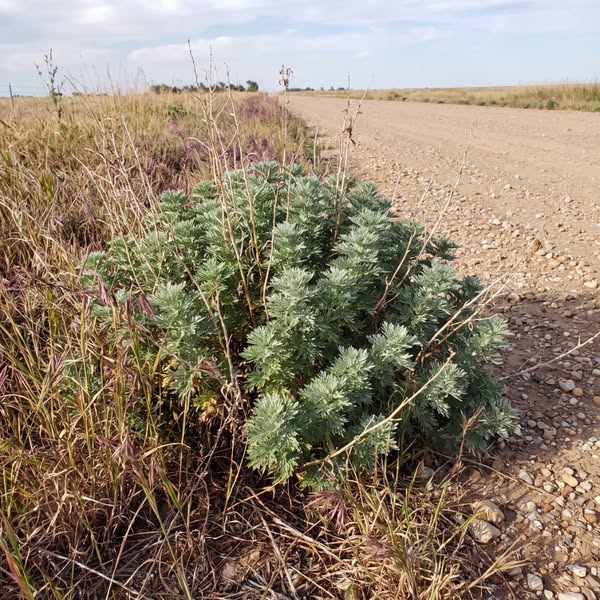 The Plant Named Seven Times in the Bible