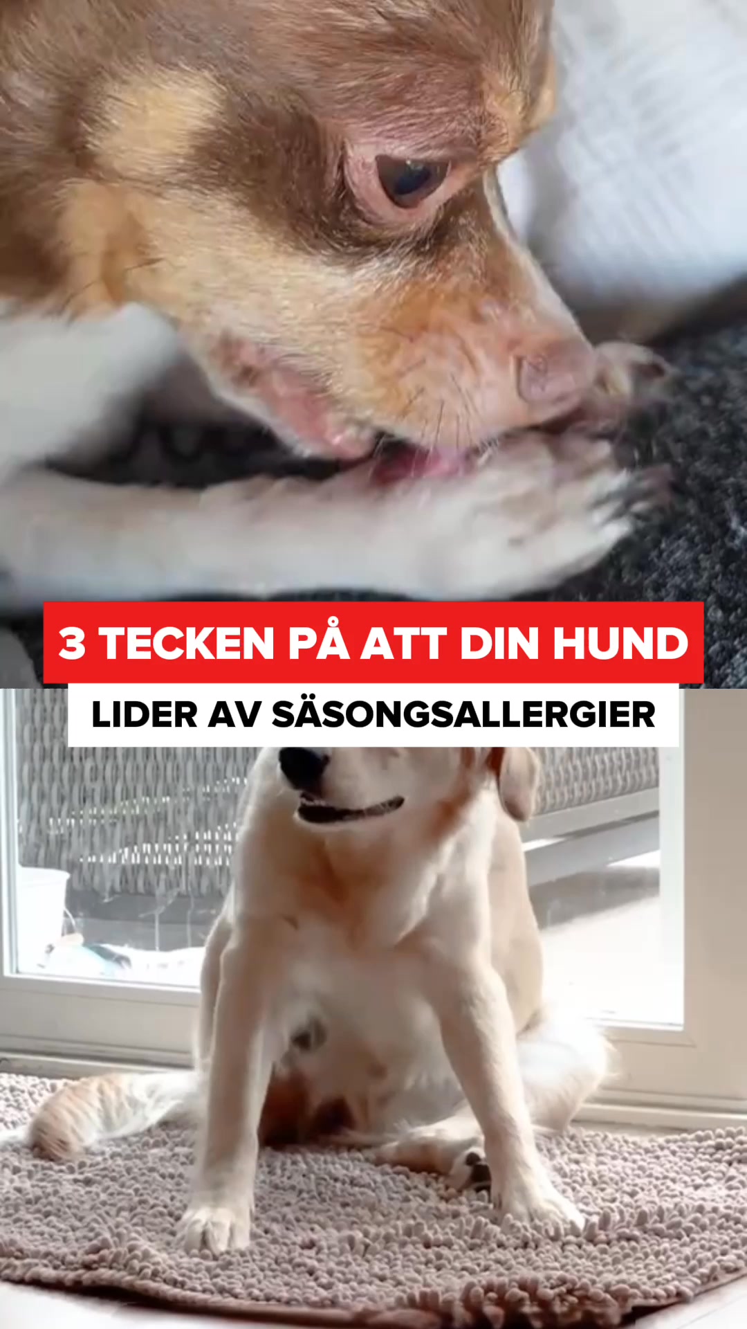 Har din hund problem med klåda?