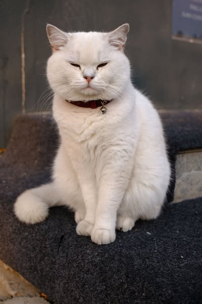 Look at this cat
