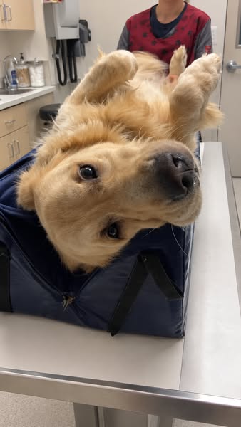 Give Your Dog The Right Water!