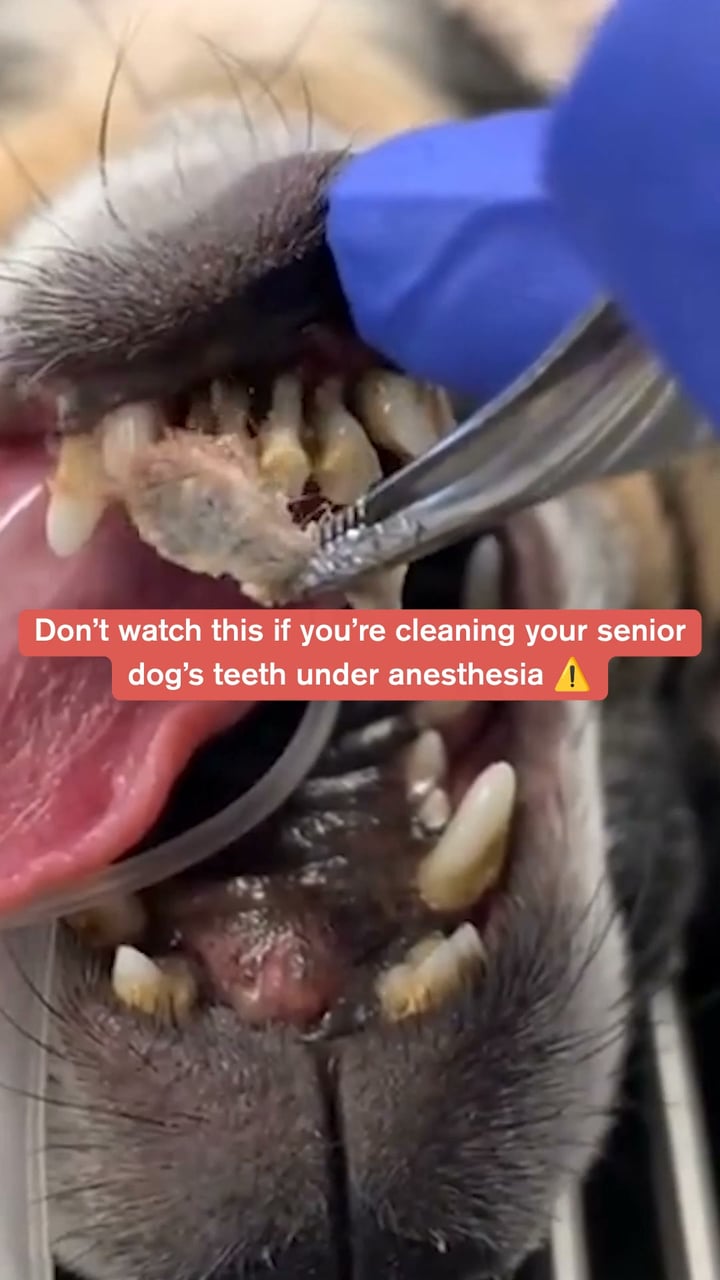 Easiest Routine for Cleaner Dog Teeth