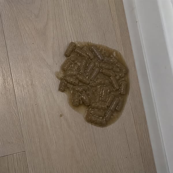 Dexter stierf op zijn zesde. Toen begon Nova precies hetzelfde te doen