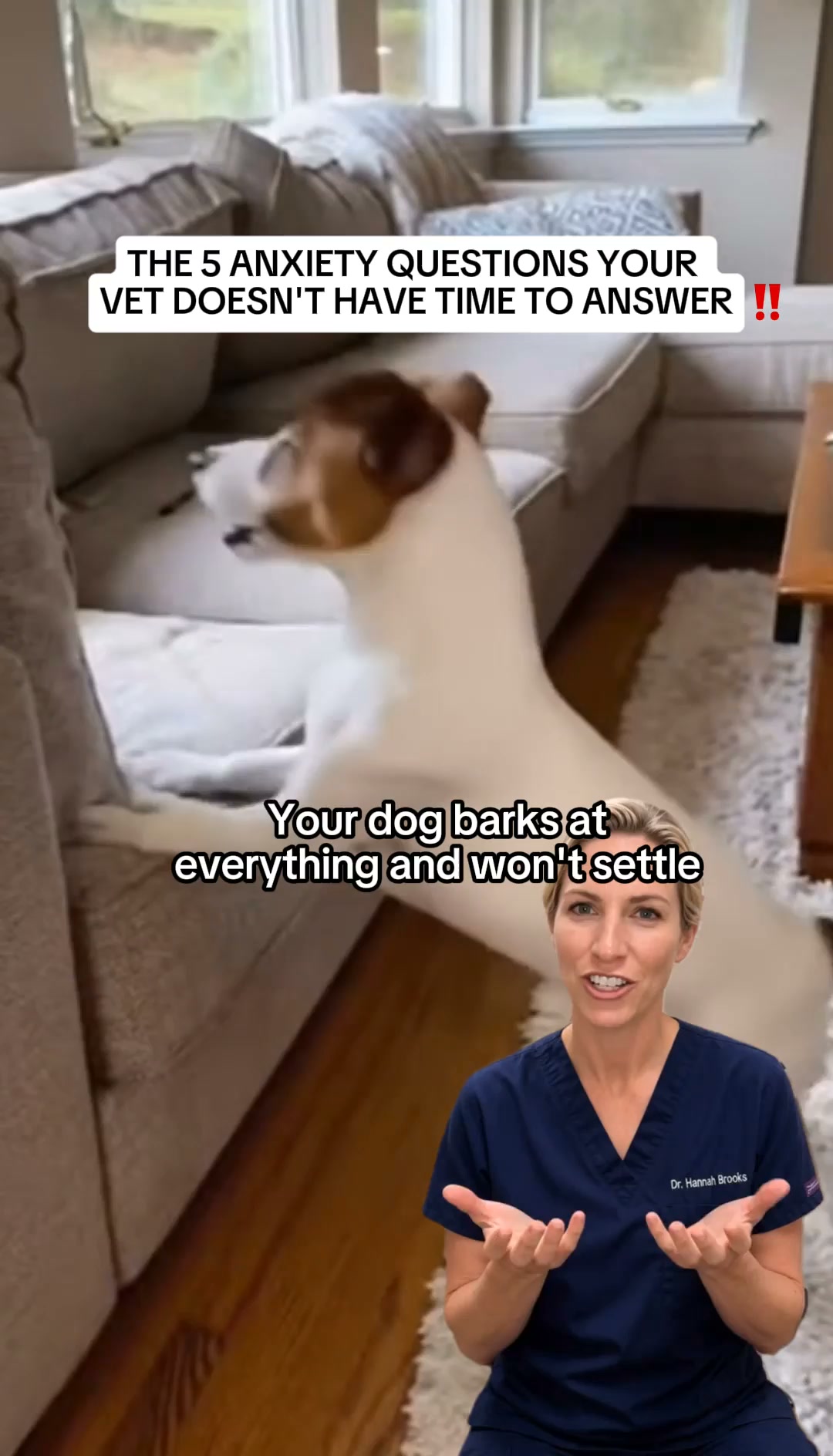 Calm your dog, keep their personality