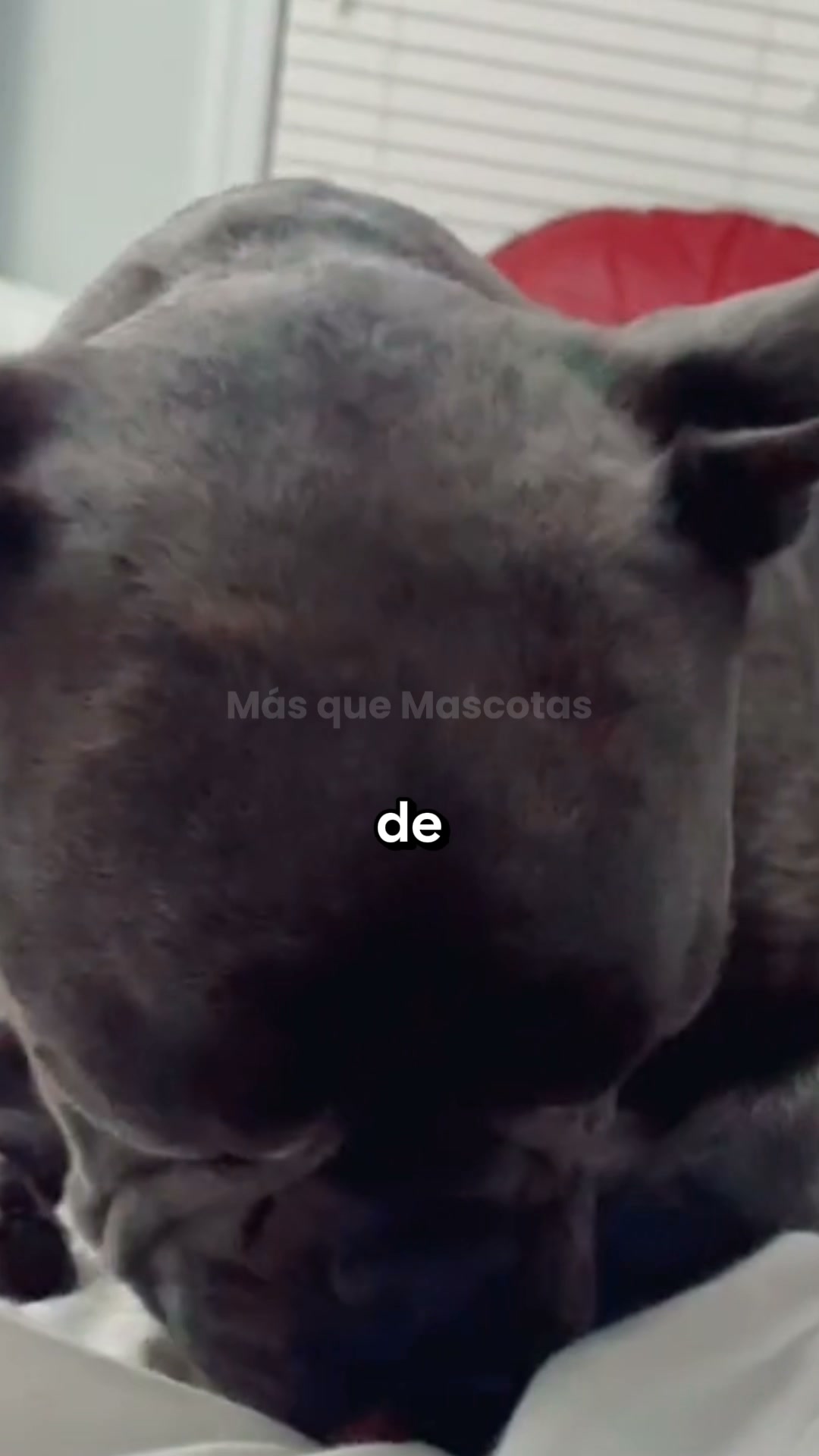 Esto es lo que uso