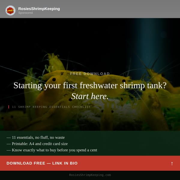 First freshwater shrimp tank?