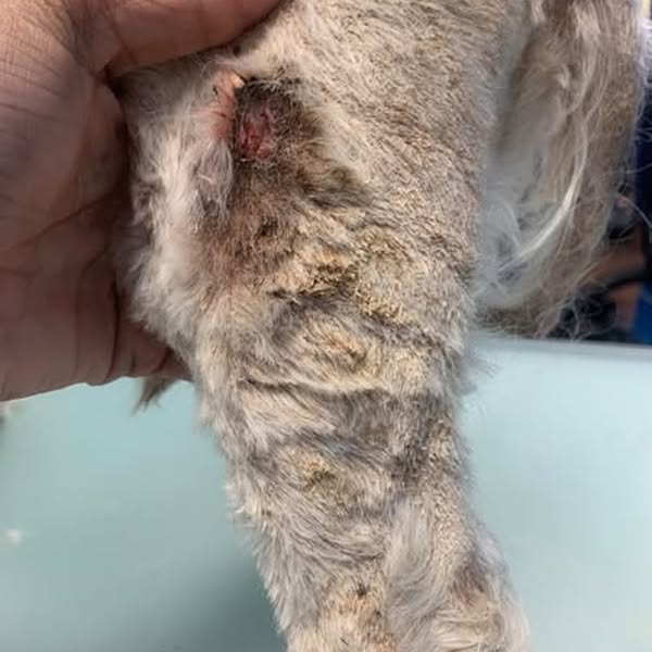 Pourquoi votre chien mange-t-il de l’herbe ?
