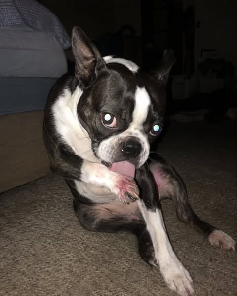 Advice To Owners Whose Dogs Are On Probiotics And Still Itching. By A Vet Tech.
