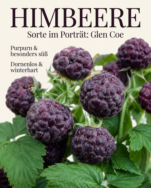 Lila Himbeeren für deinen Garten