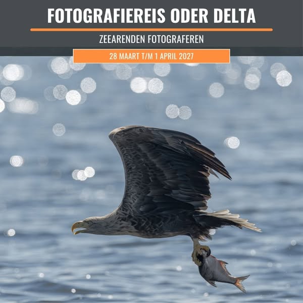 Dé plek in Europa om zeearenden te fotograferen
