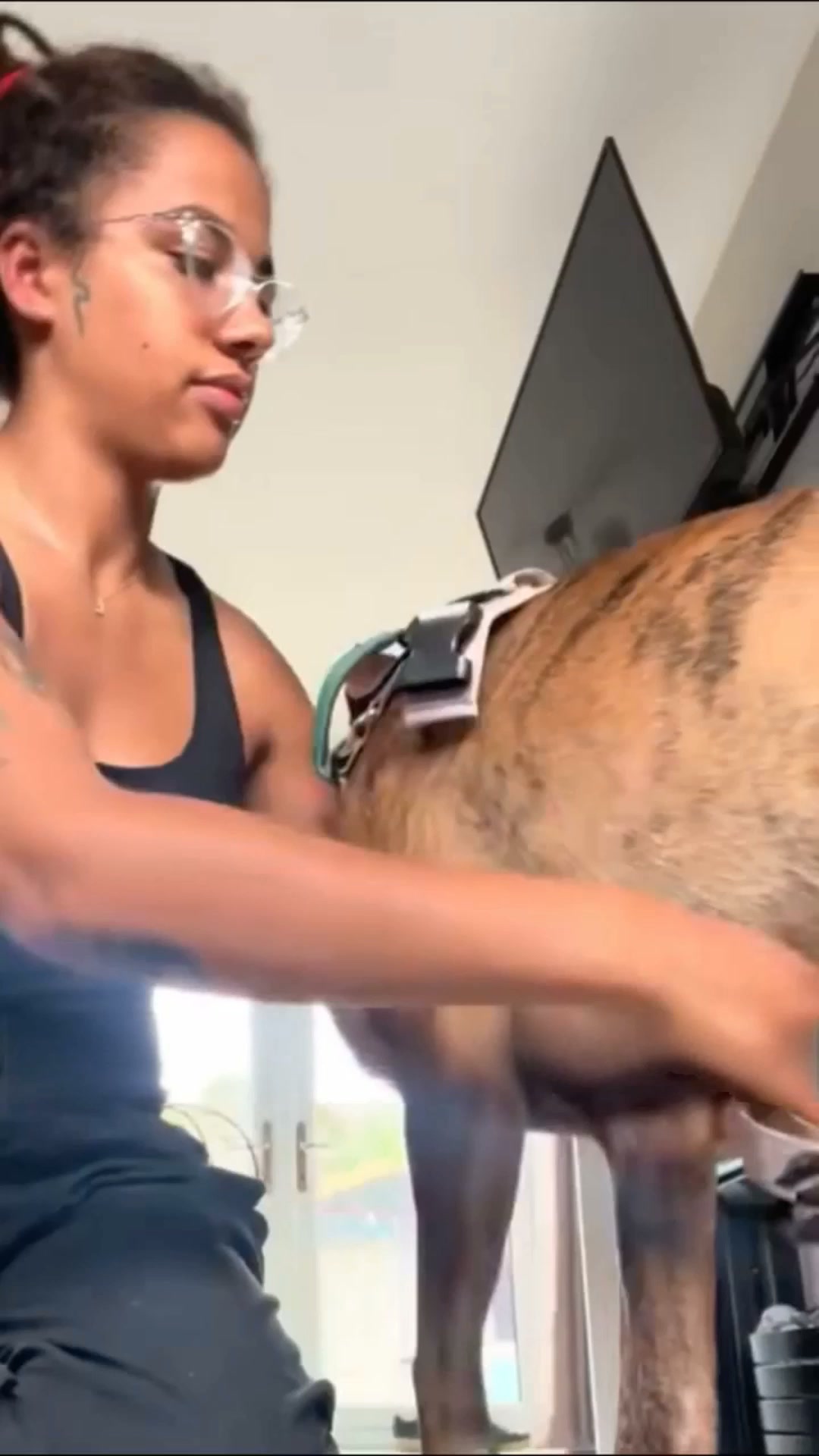 Guinzaglio in regalo con la pettorina