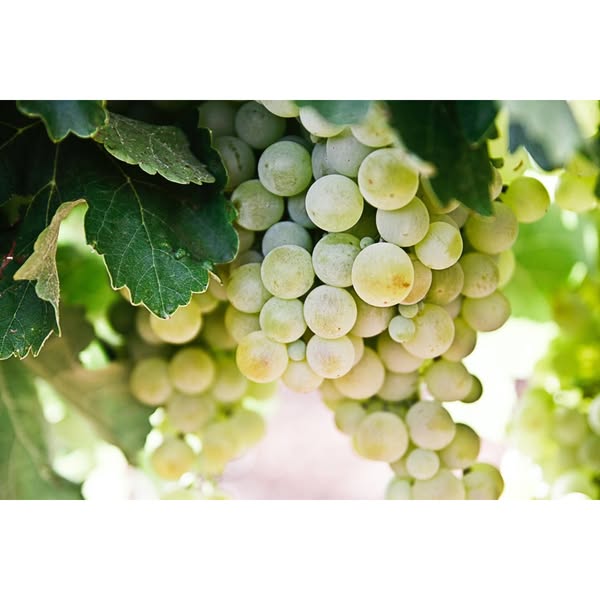 Alberello di Uva Bianca Senza Semi Apirena