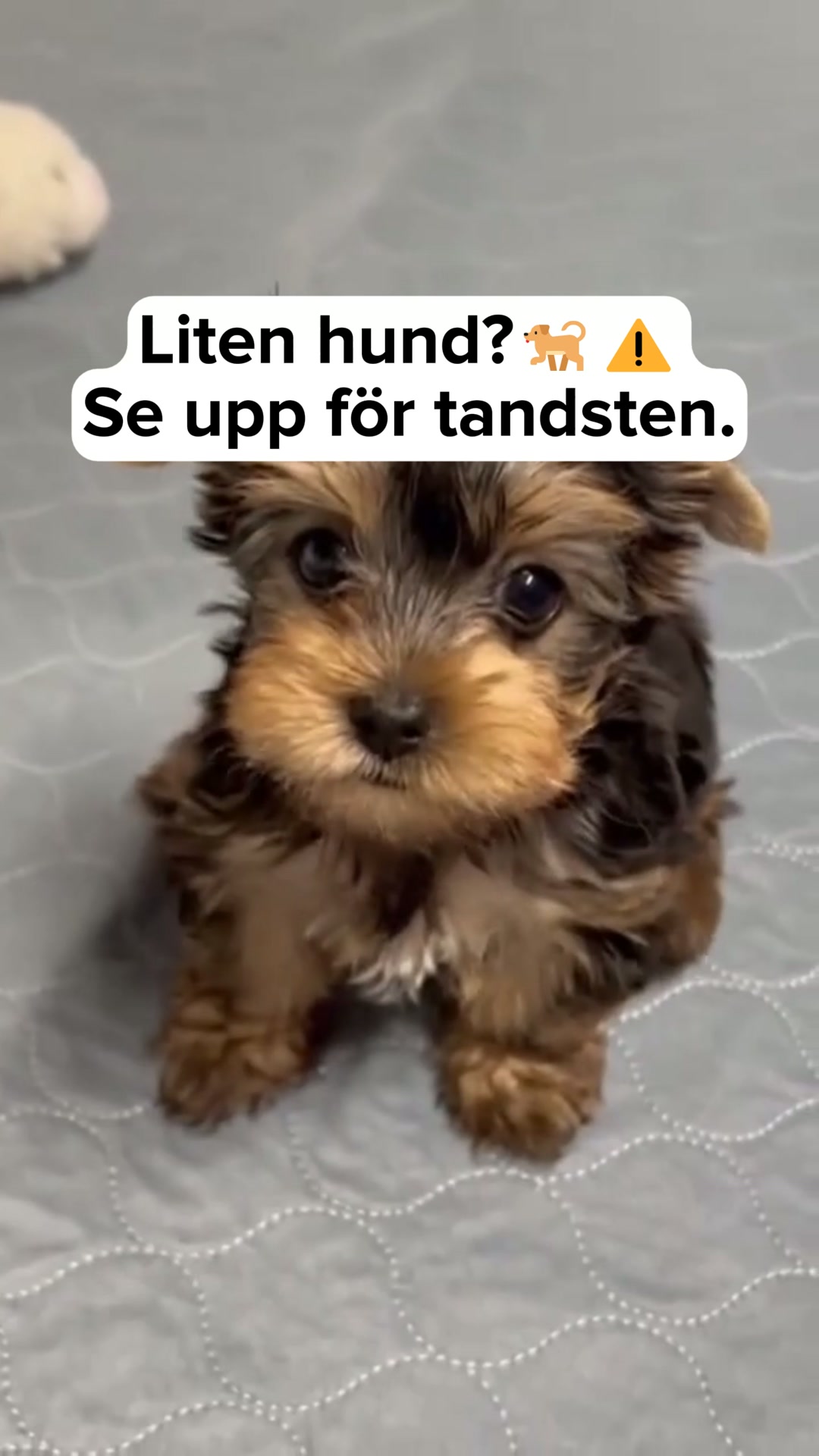 Få 3 gratis gåvor + fri frakt
