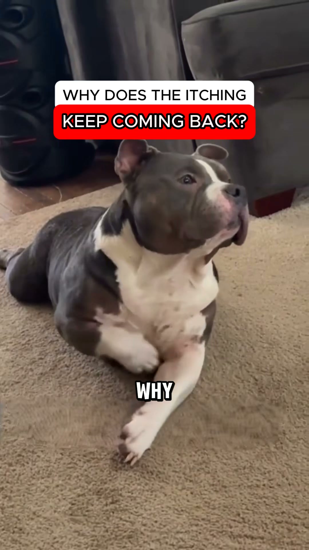 The Fastest Relief for Itchy, Smelly Dog Ears