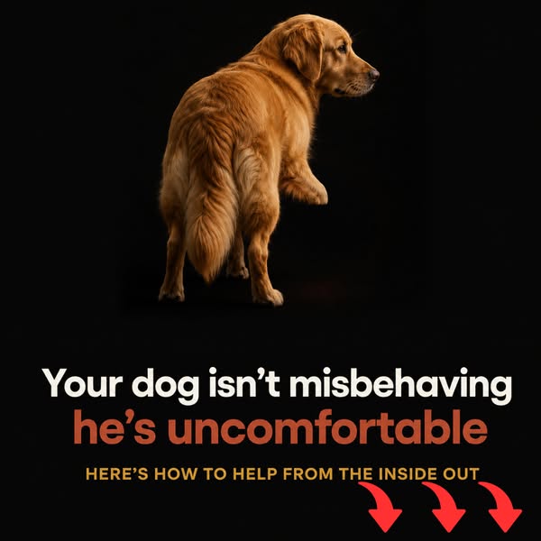 Stop Itching Without Harming Their Body