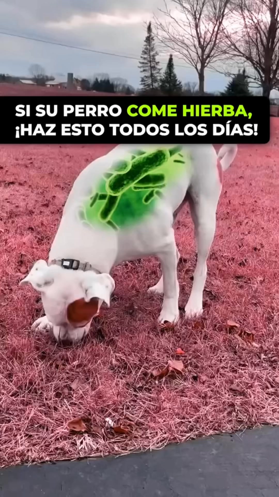 +50.000 perros ya lo usan