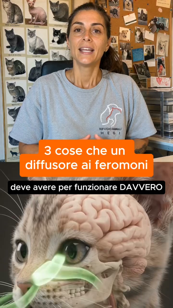 Aiuta il tuo gatto a vivere senza stress con Argopet.